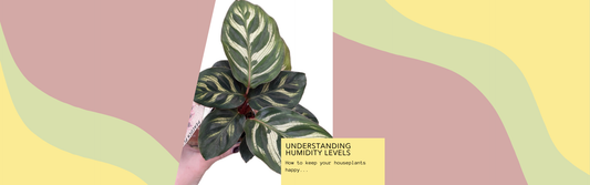 Understanding Humidity Levels for Houseplants: How to Keep Your Plants Happy