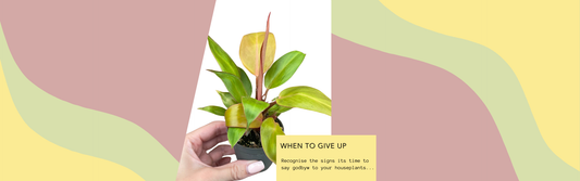 When Is It Time to Give Up on a Dying Houseplant?