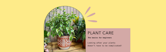 philodendron brasil houseplant, trailing green plant