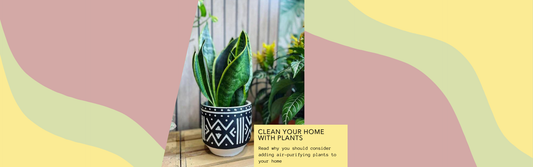 The Air-Purifying Power of Indoor Plants