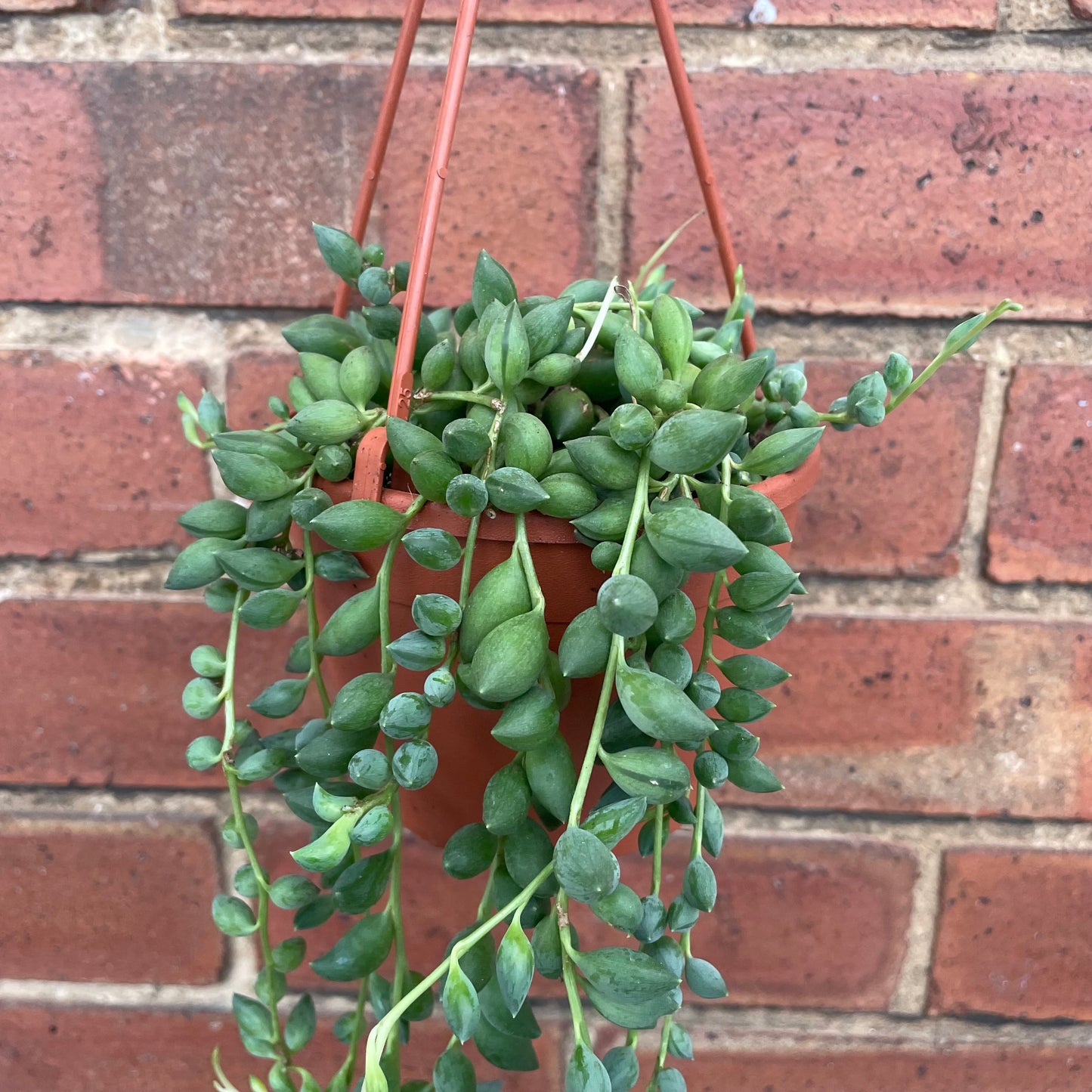 String Of Beads/Senecio Herreianus