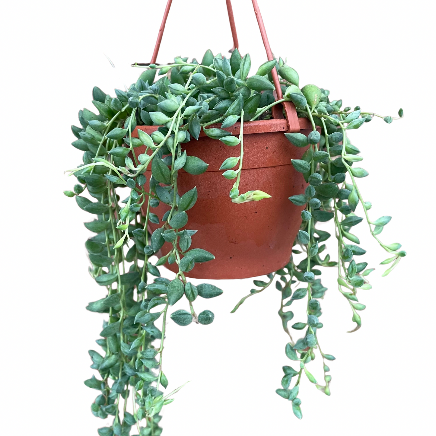 String Of Beads/Senecio Herreianus