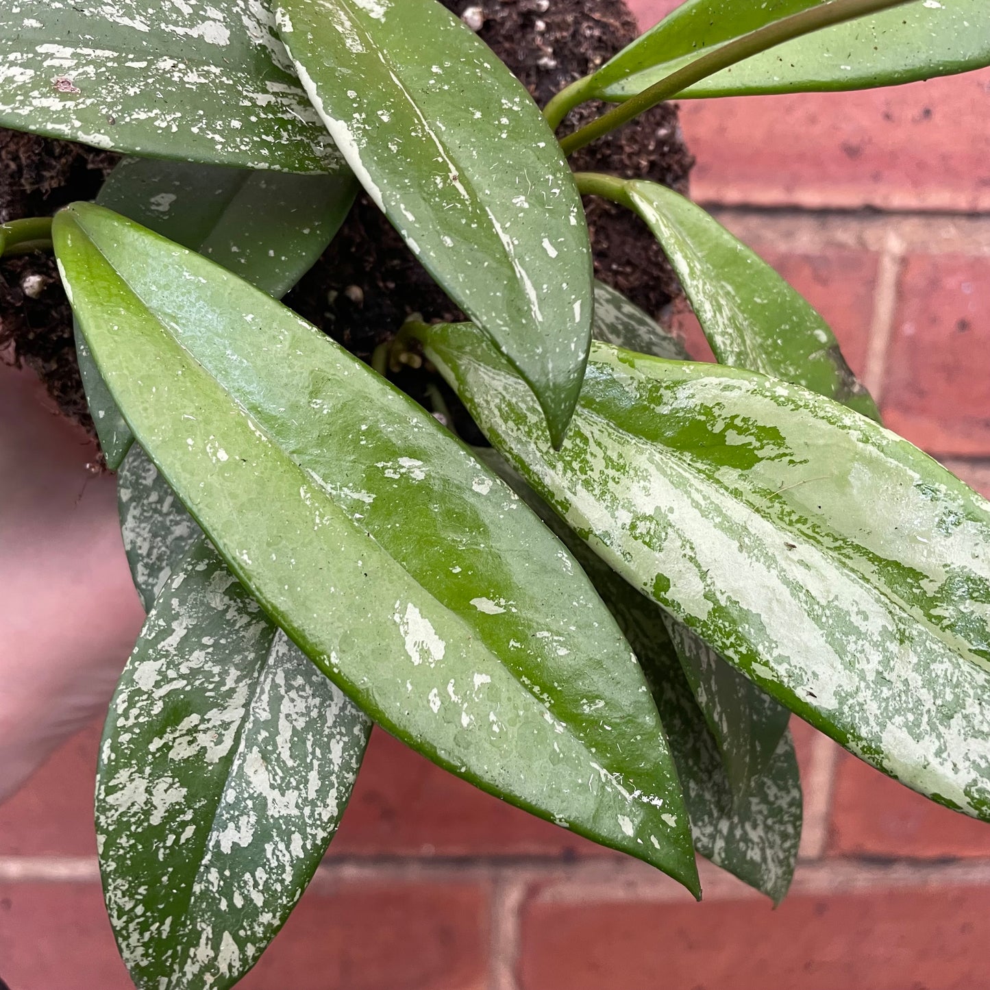 Hoya Pubicalyx Silver Spot