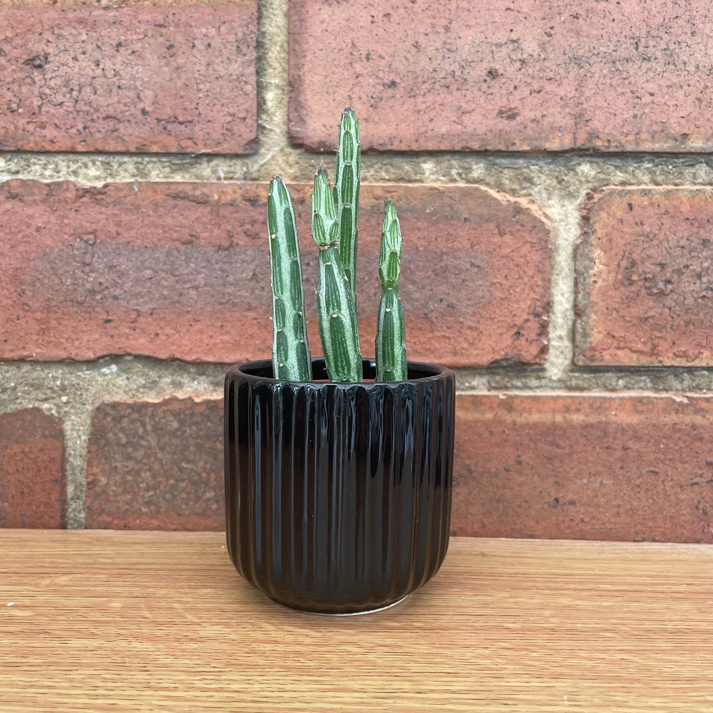 Ridged Design Black Mini Plant Pot-7cm