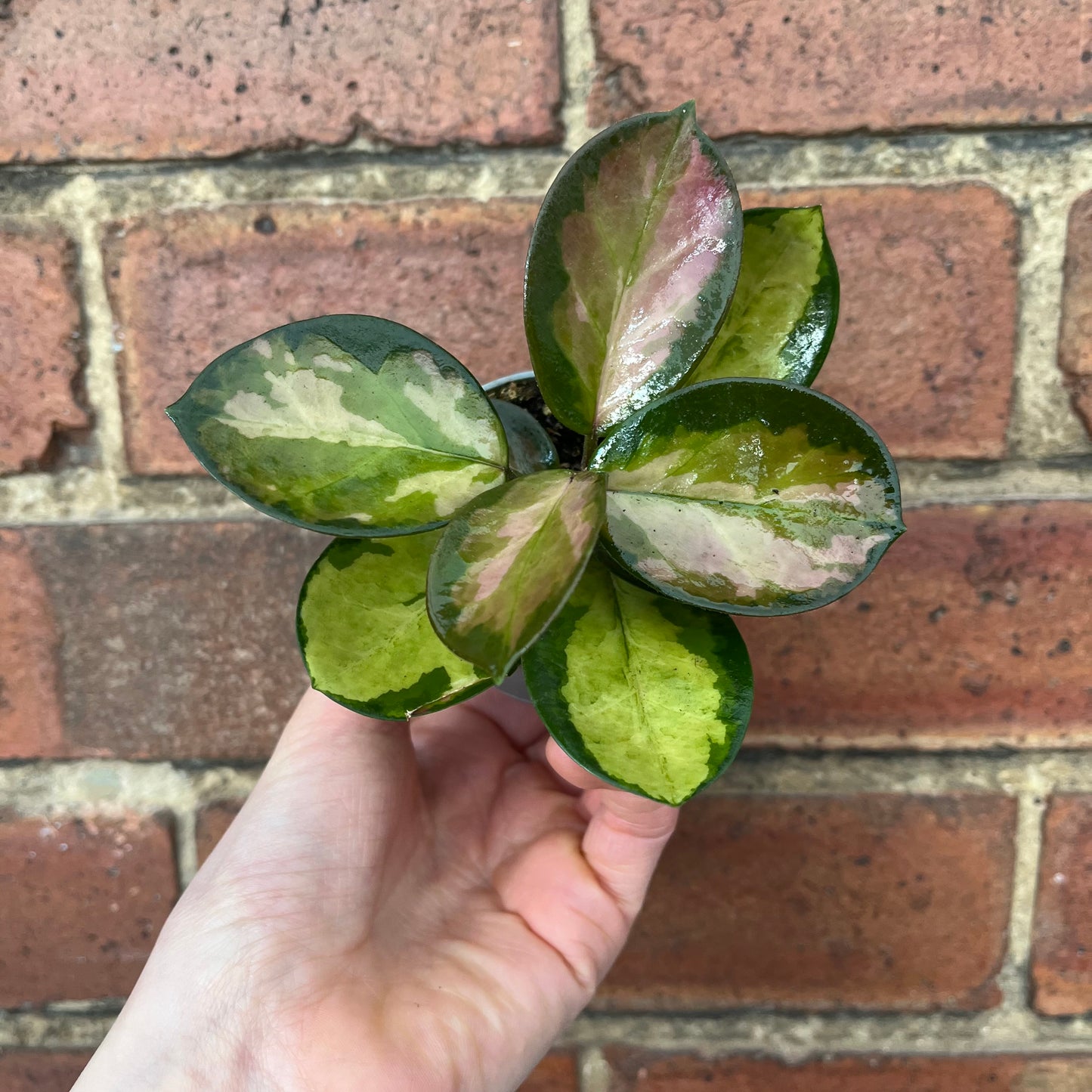 Baby Hoya Australis Lisa
