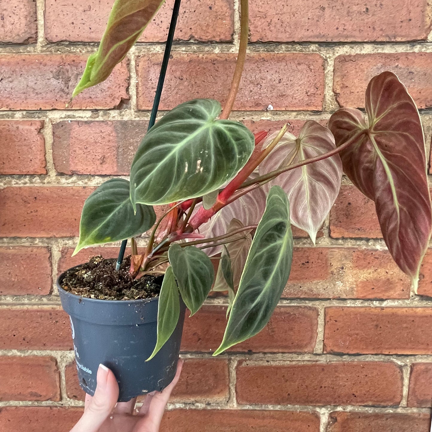 Philodendron El Choco Red