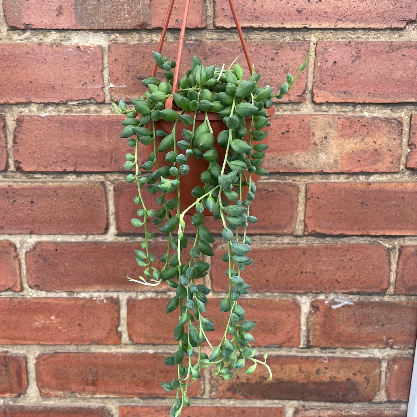 String Of Beads/Senecio Herreianus