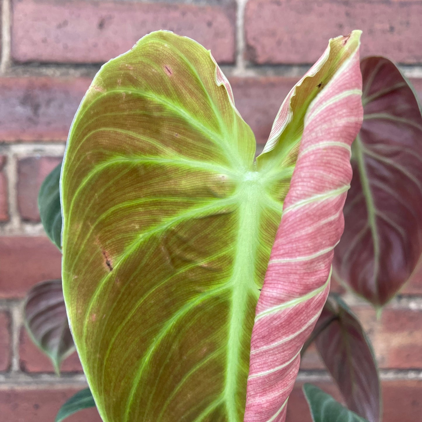 Philodendron El Choco Red
