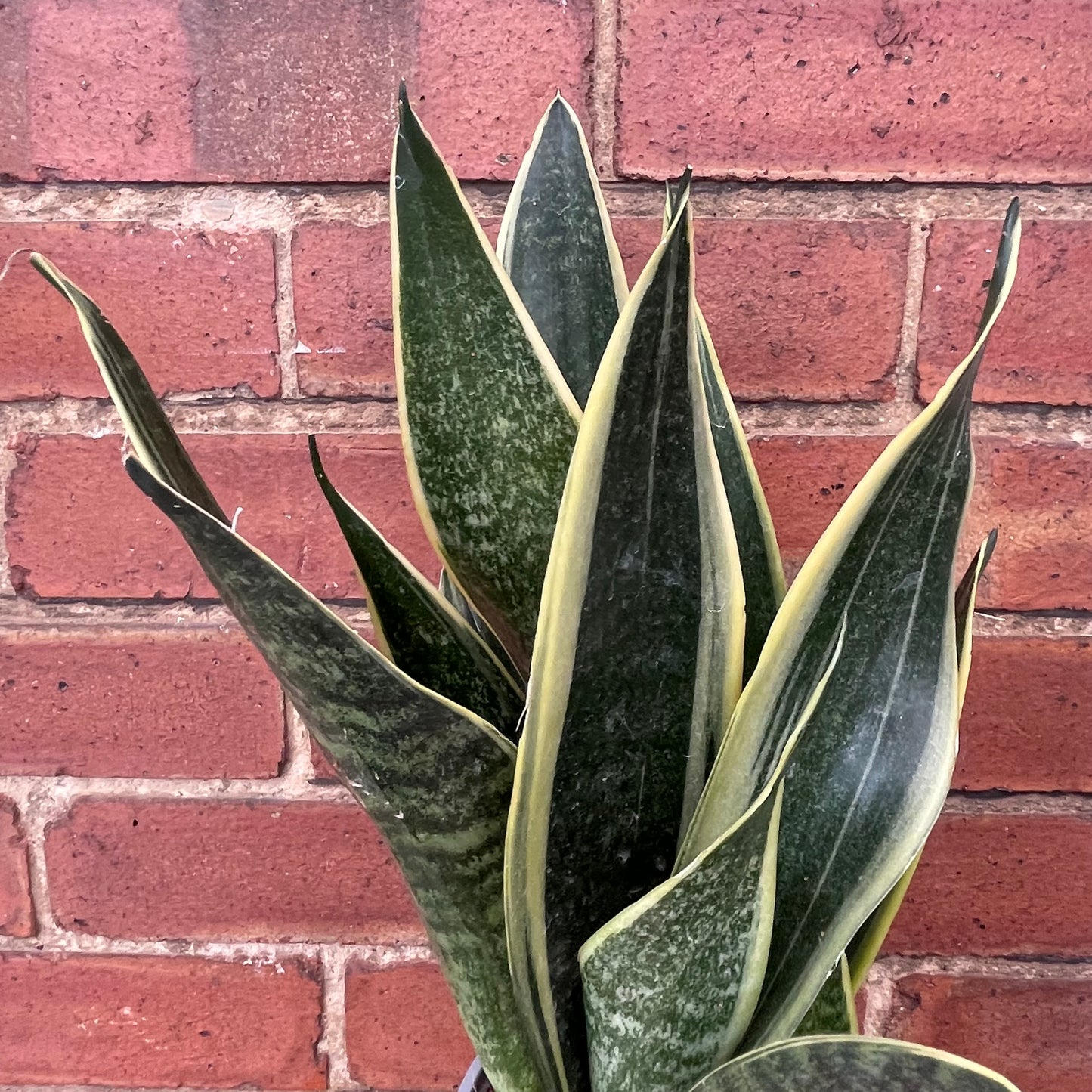 Sansevieria Futura Superba