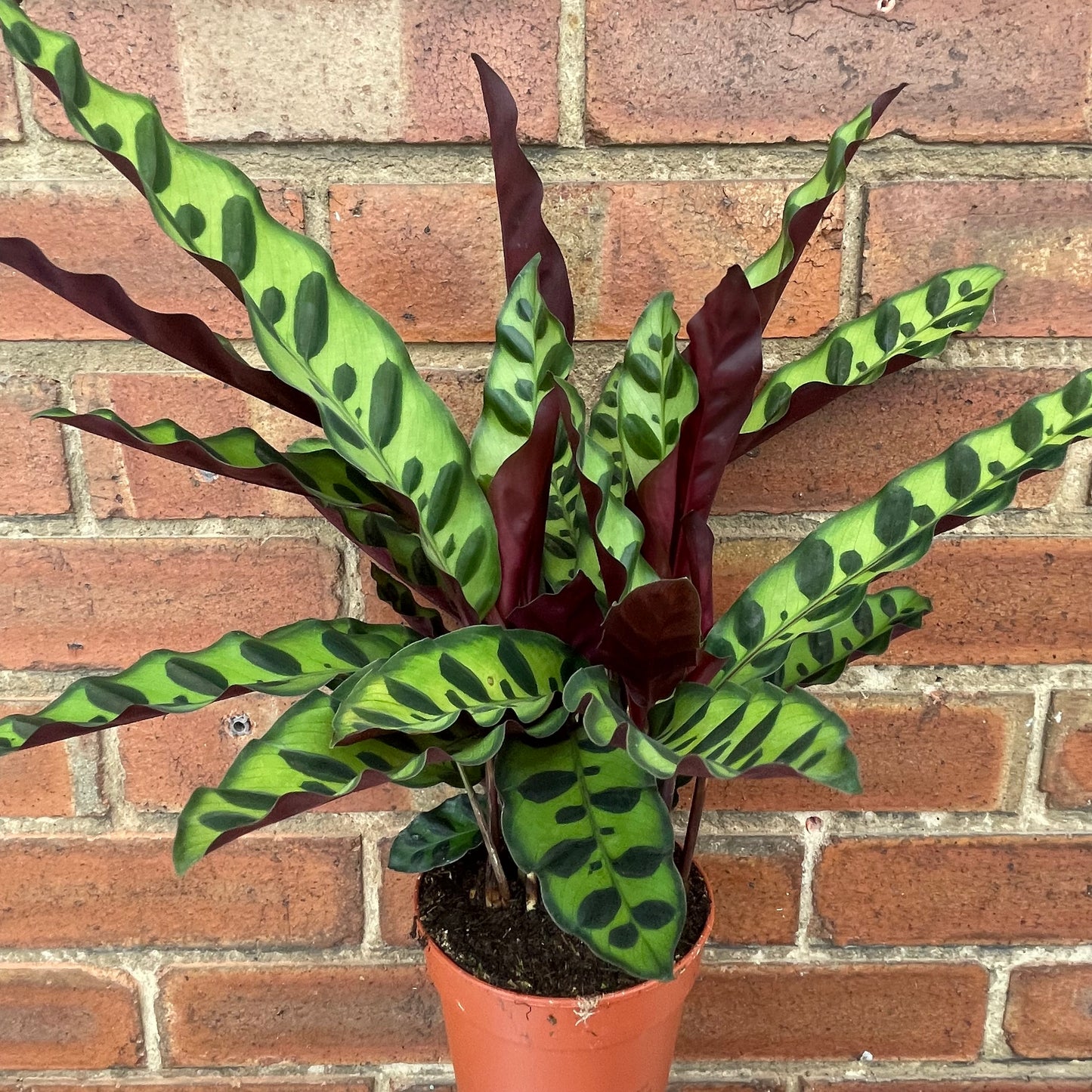 Calathea Lancifolia Rattlesnake