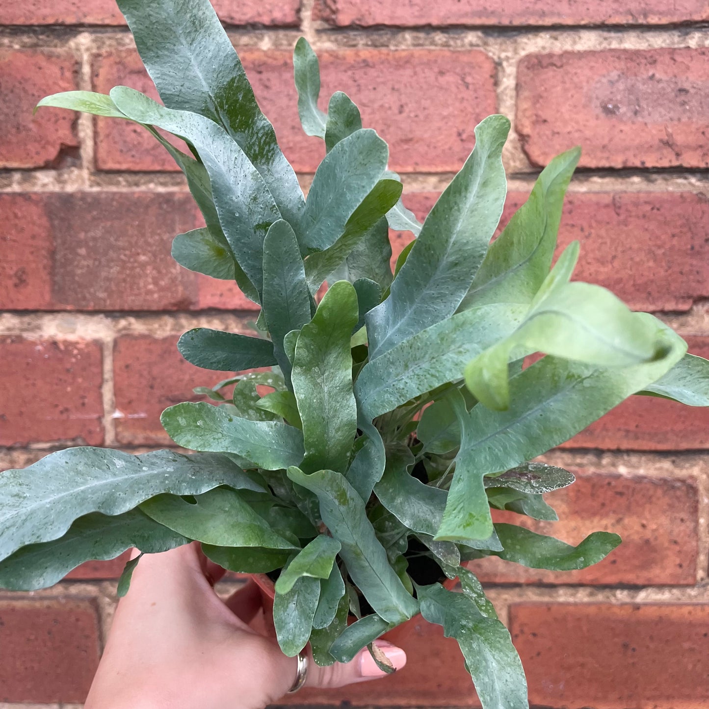 Phlebodium Blue Star Fern