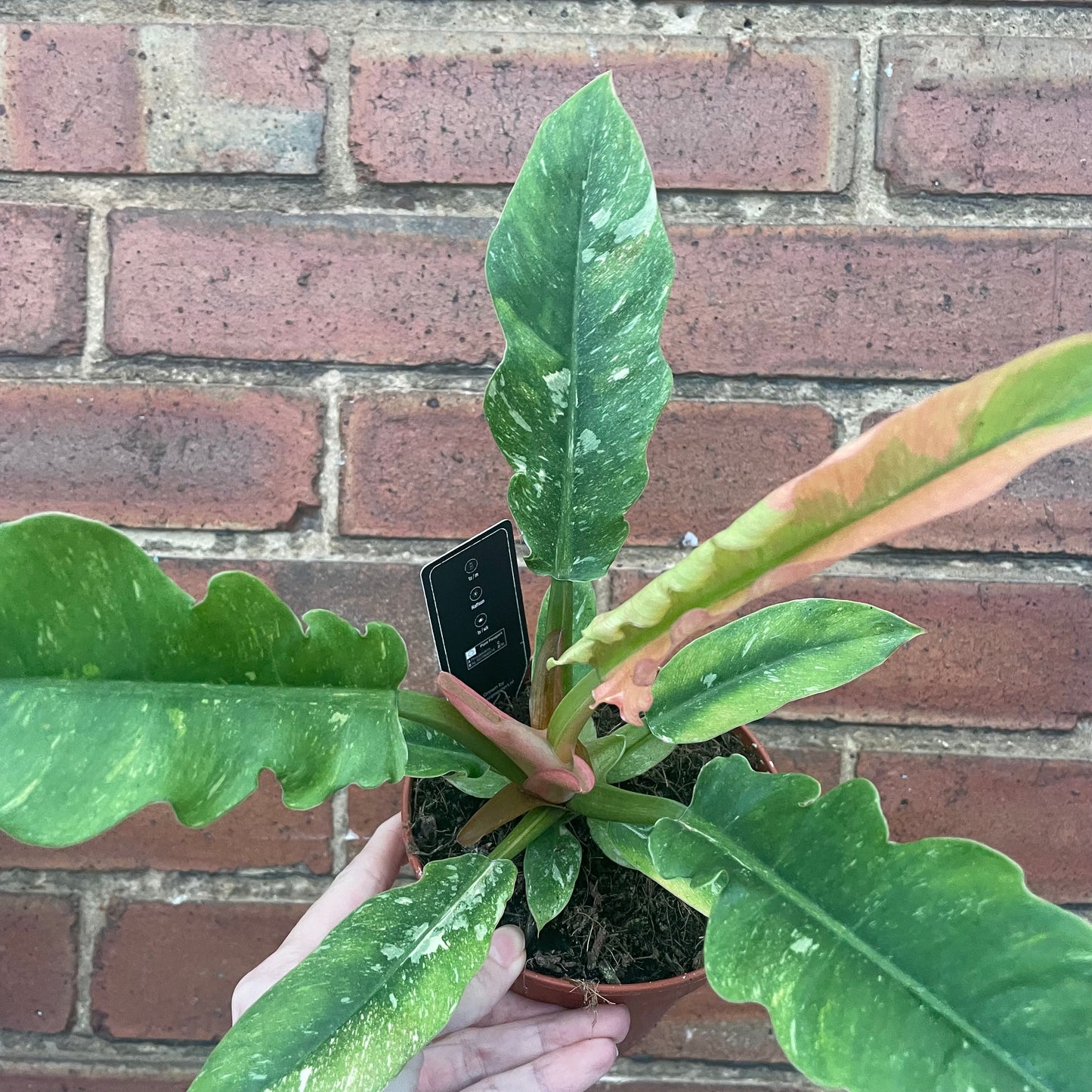Philodendron Ring Of Fire