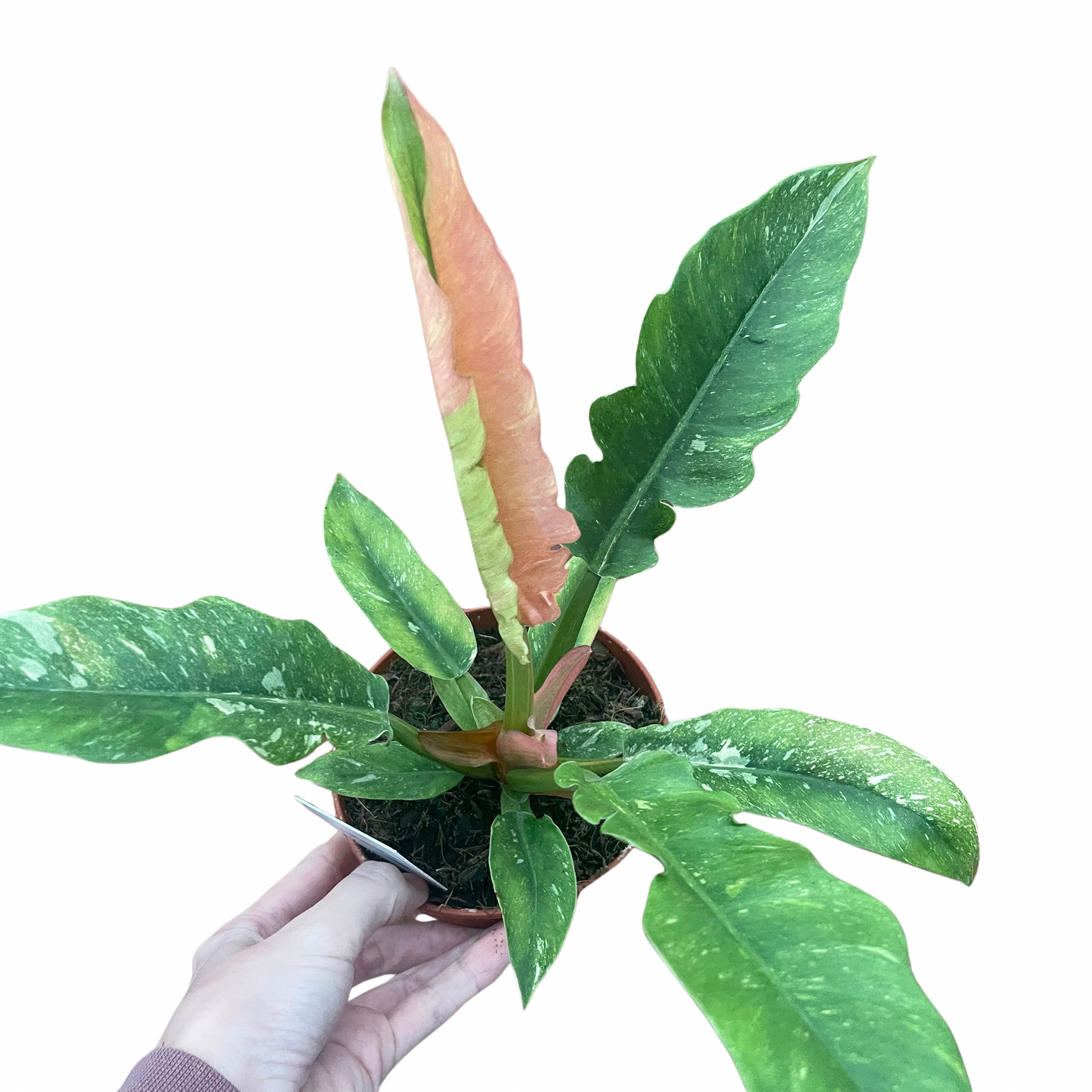 Philodendron Ring Of Fire