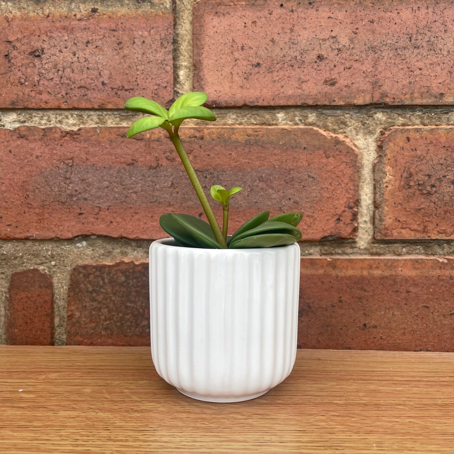 Ridged Design White Mini Plant Pot-7cm