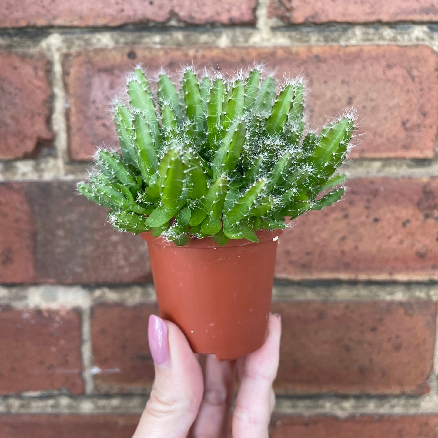 Baby Hylocereus Undatis/Dragon Fruit Cactus