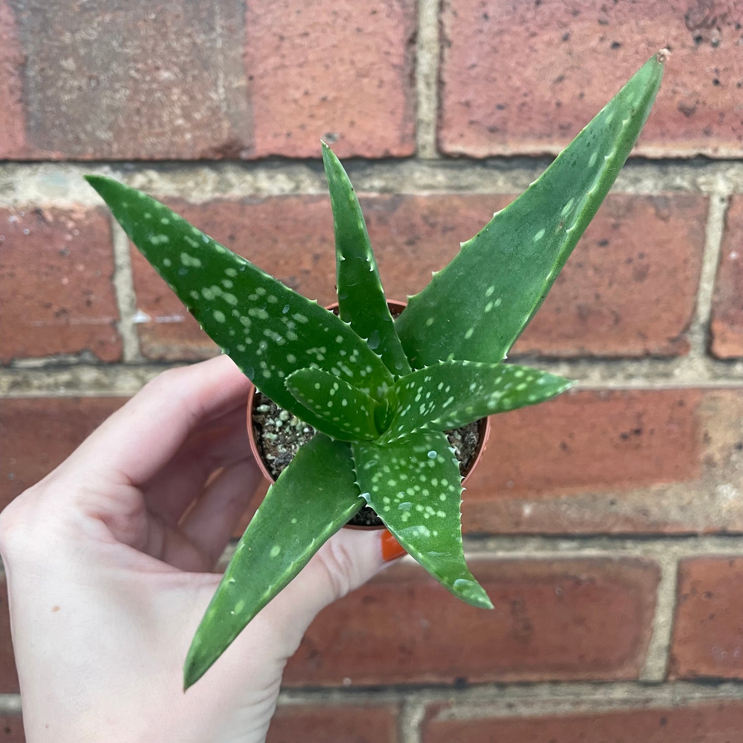 Baby Aloe Vera Plant