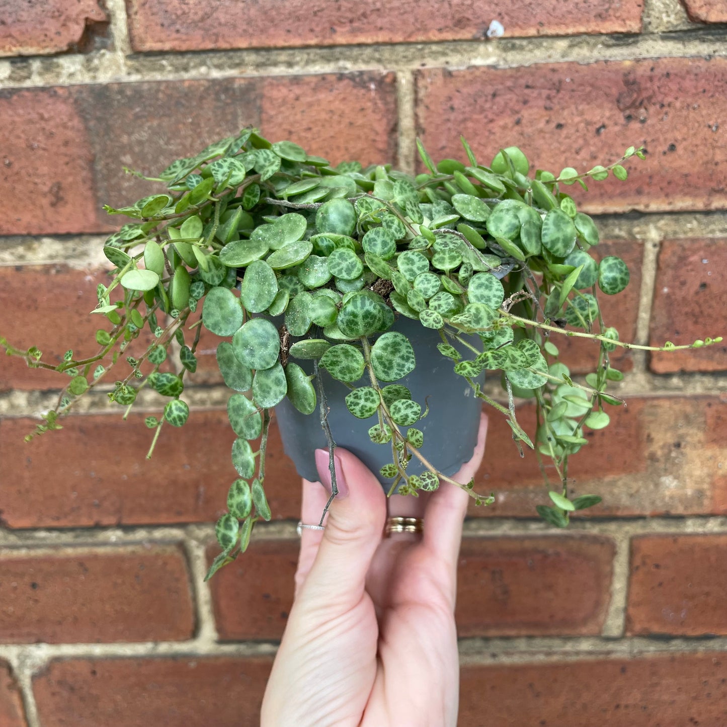 Peperomia Prostrata/String Of Turtles