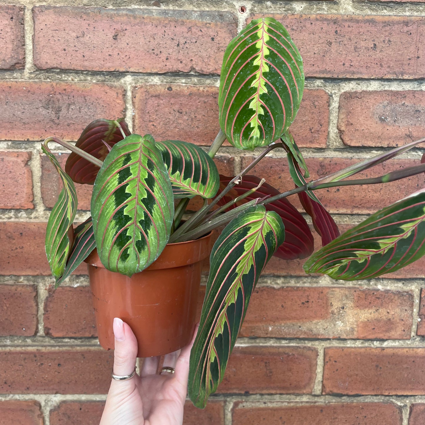 Maranta Fascinator Prayer Plant