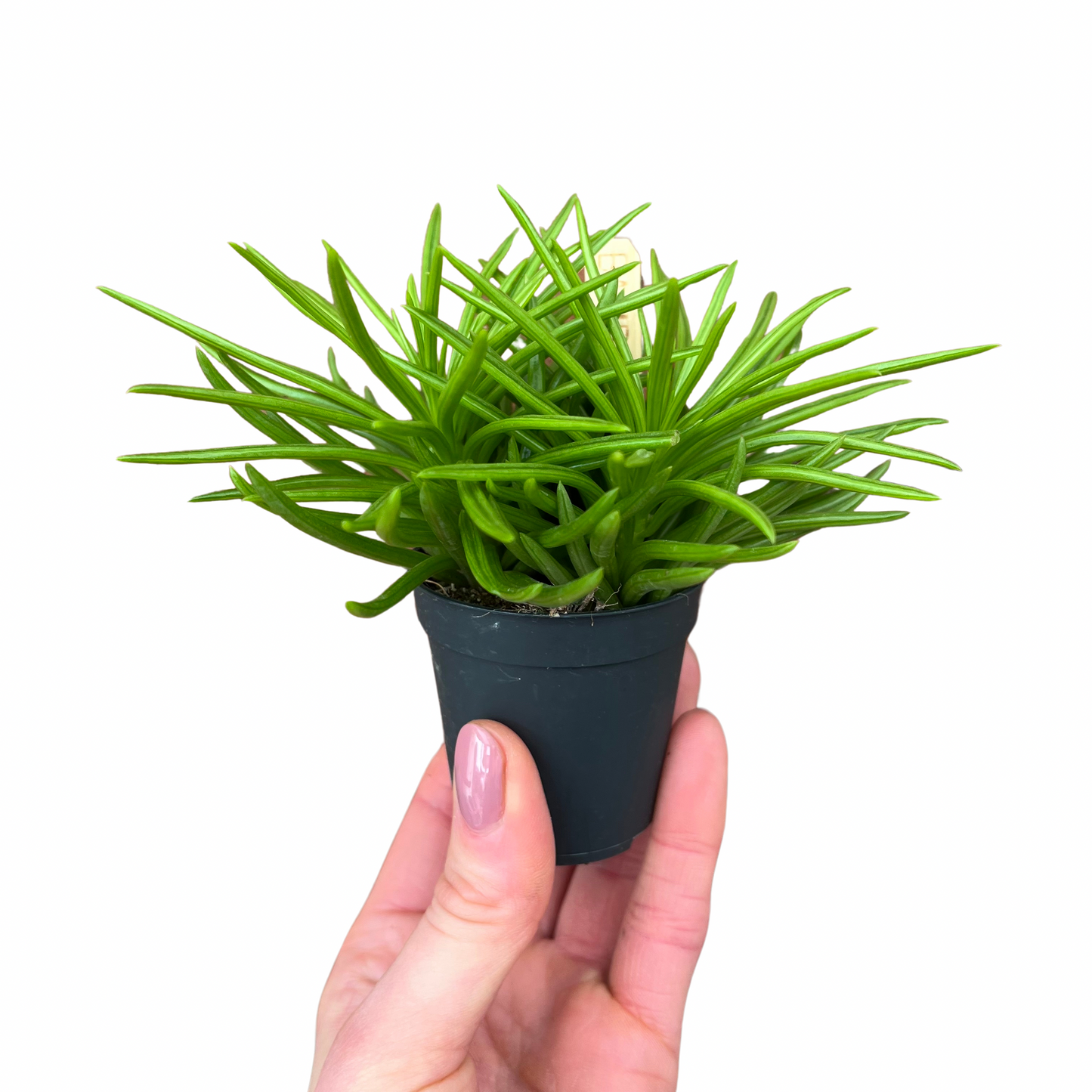 Baby Peperomia Happy Bean