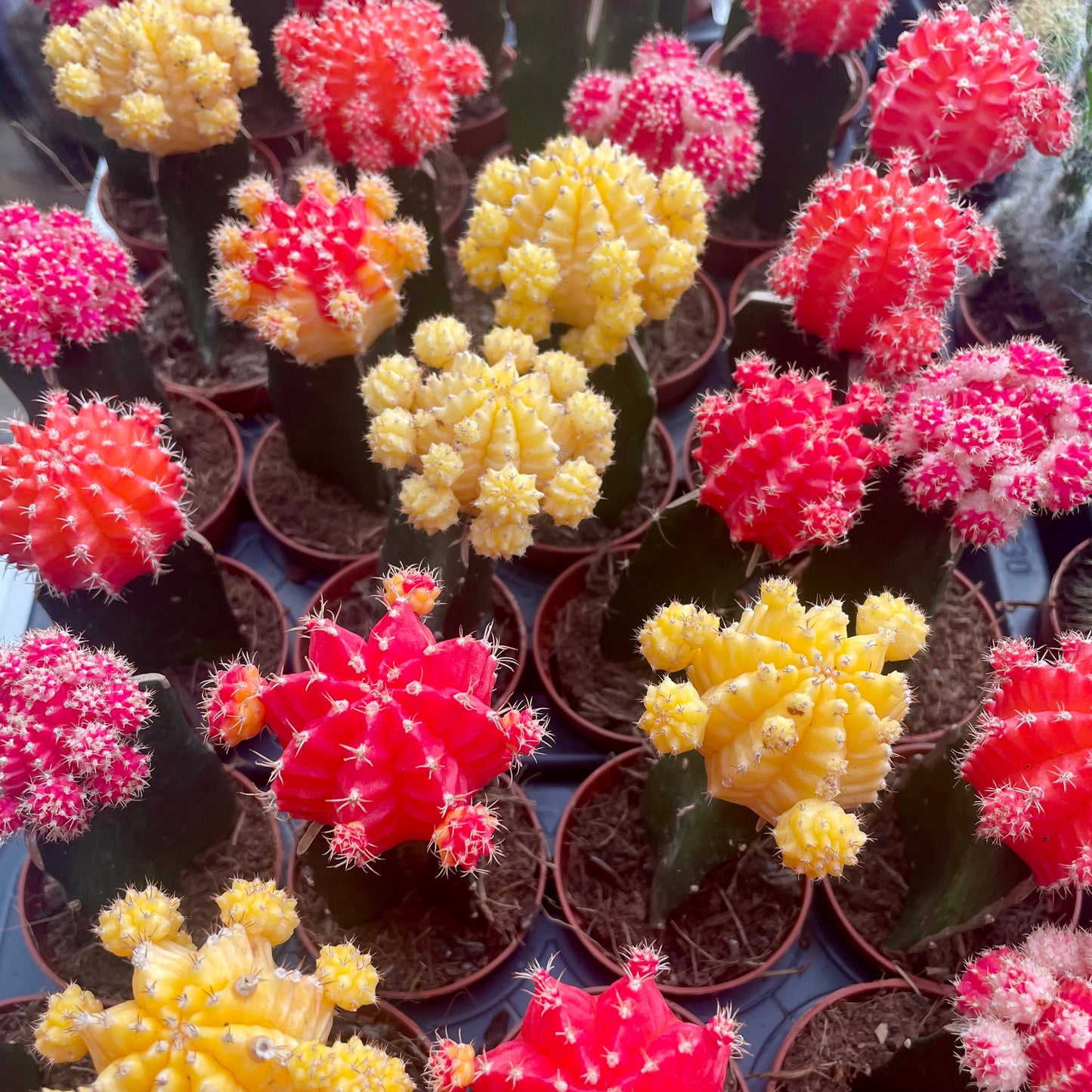 Gymnocalycium Mihanovichii Moon Cactus