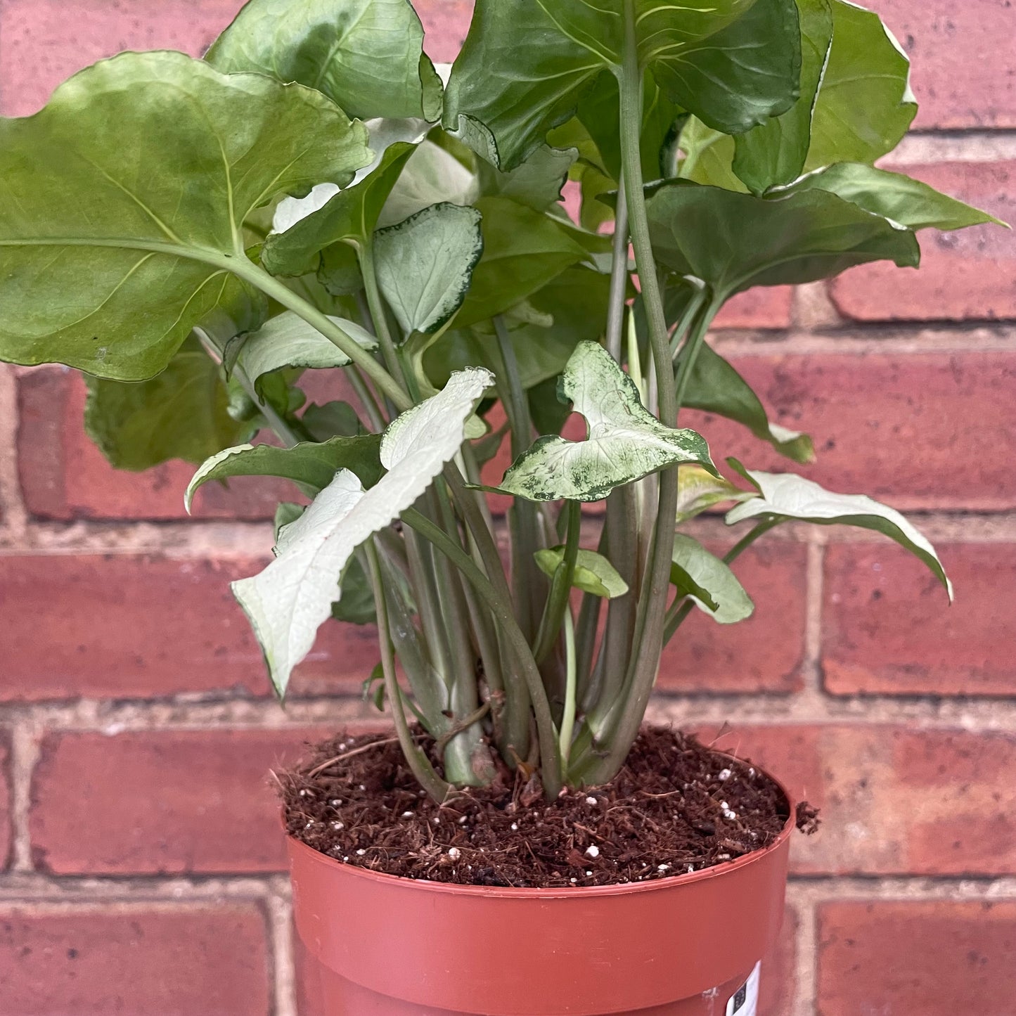Syngonium Podophyllum Arrowhead