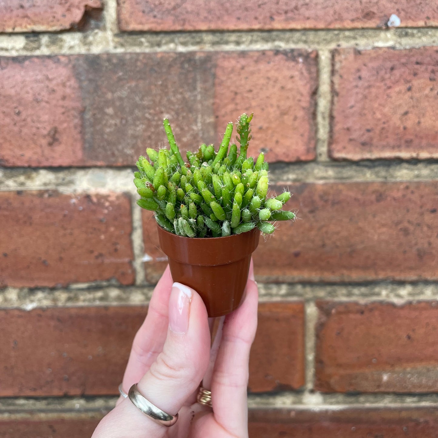 Mini Succulent Mix x3