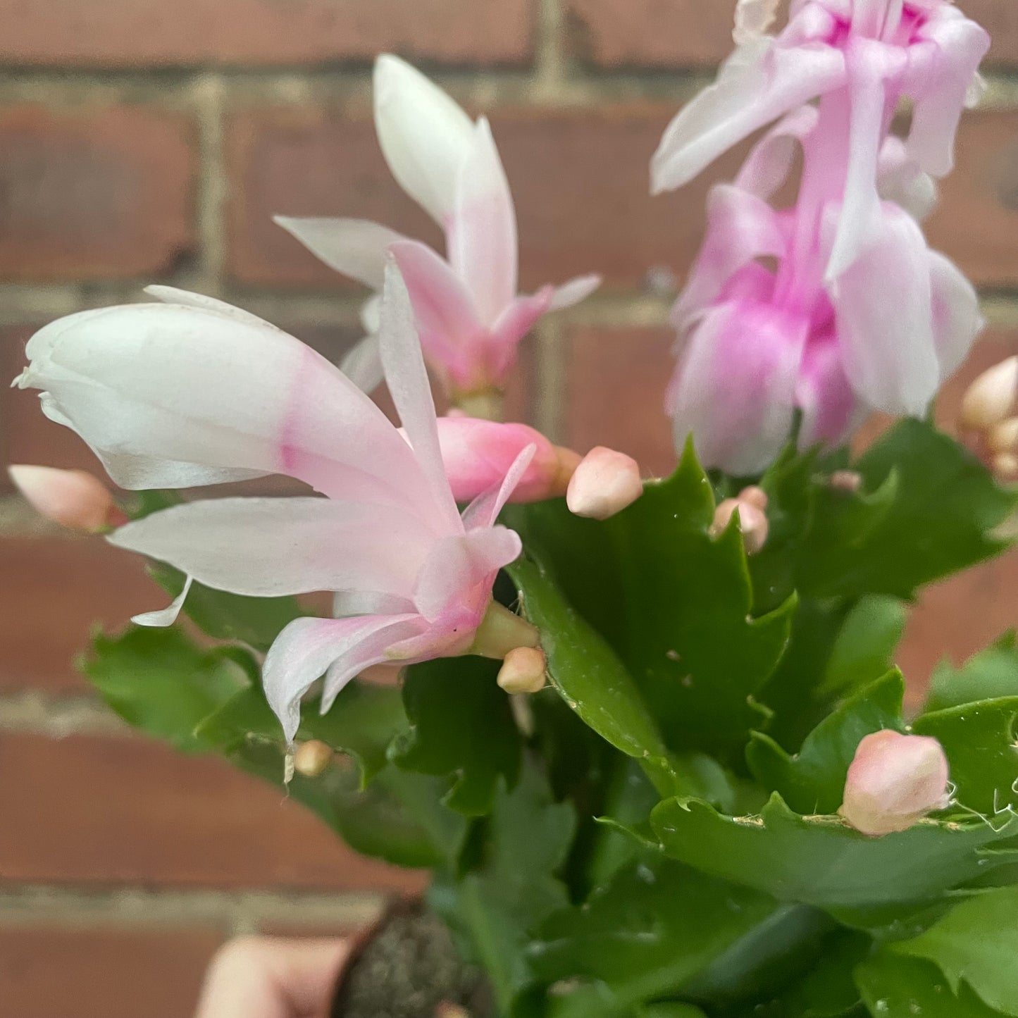 Schlumbergera Christmas Cactus