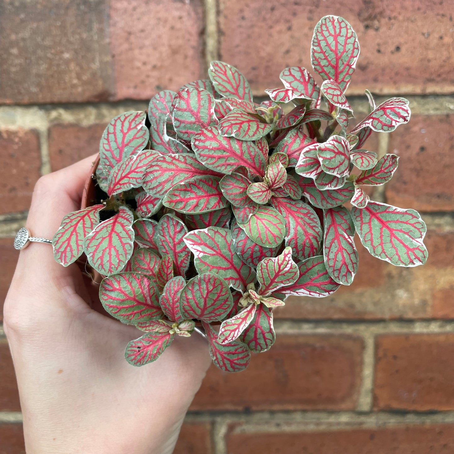Fittonia Nerve Plant 'Grey Sensation'