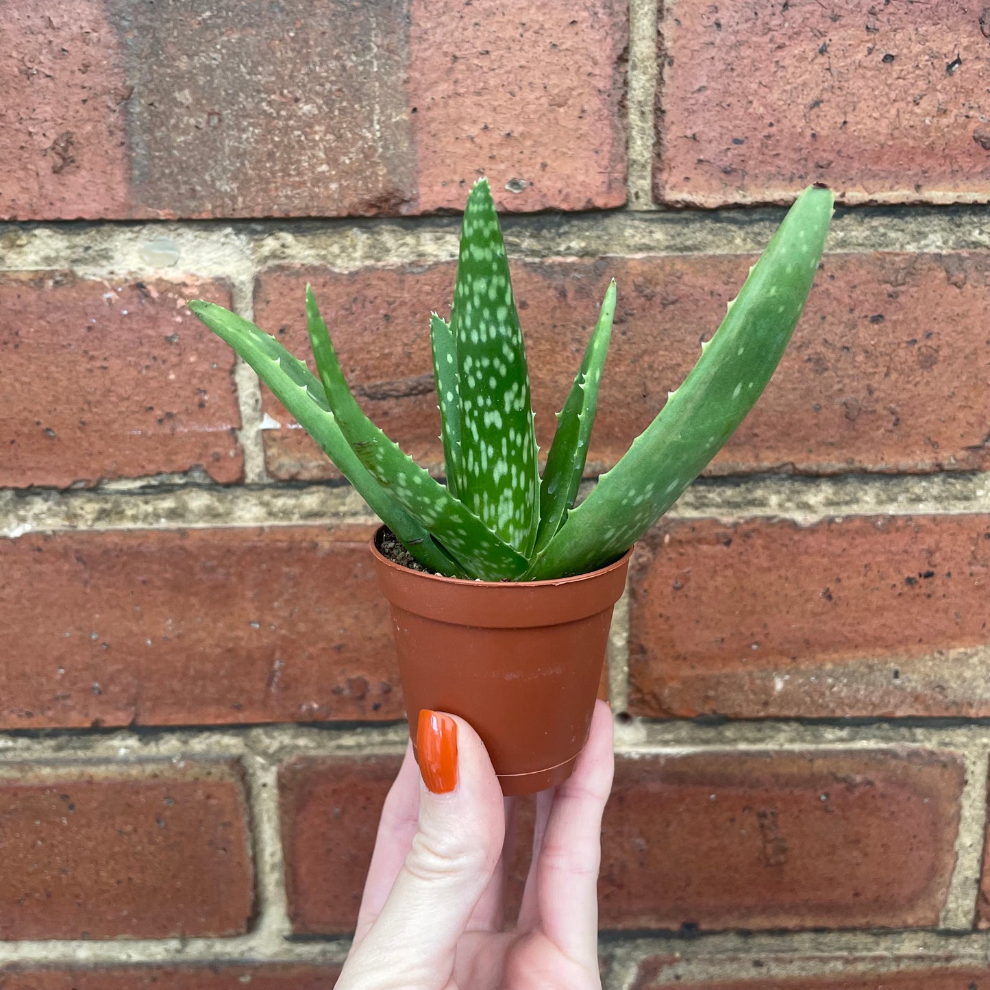 Baby Aloe Vera Plant