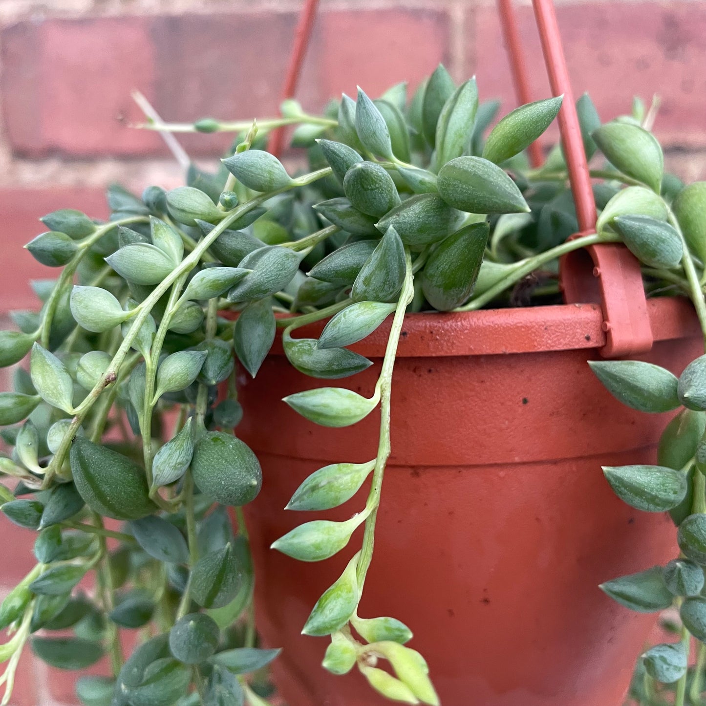 String Of Beads/Senecio Herreianus