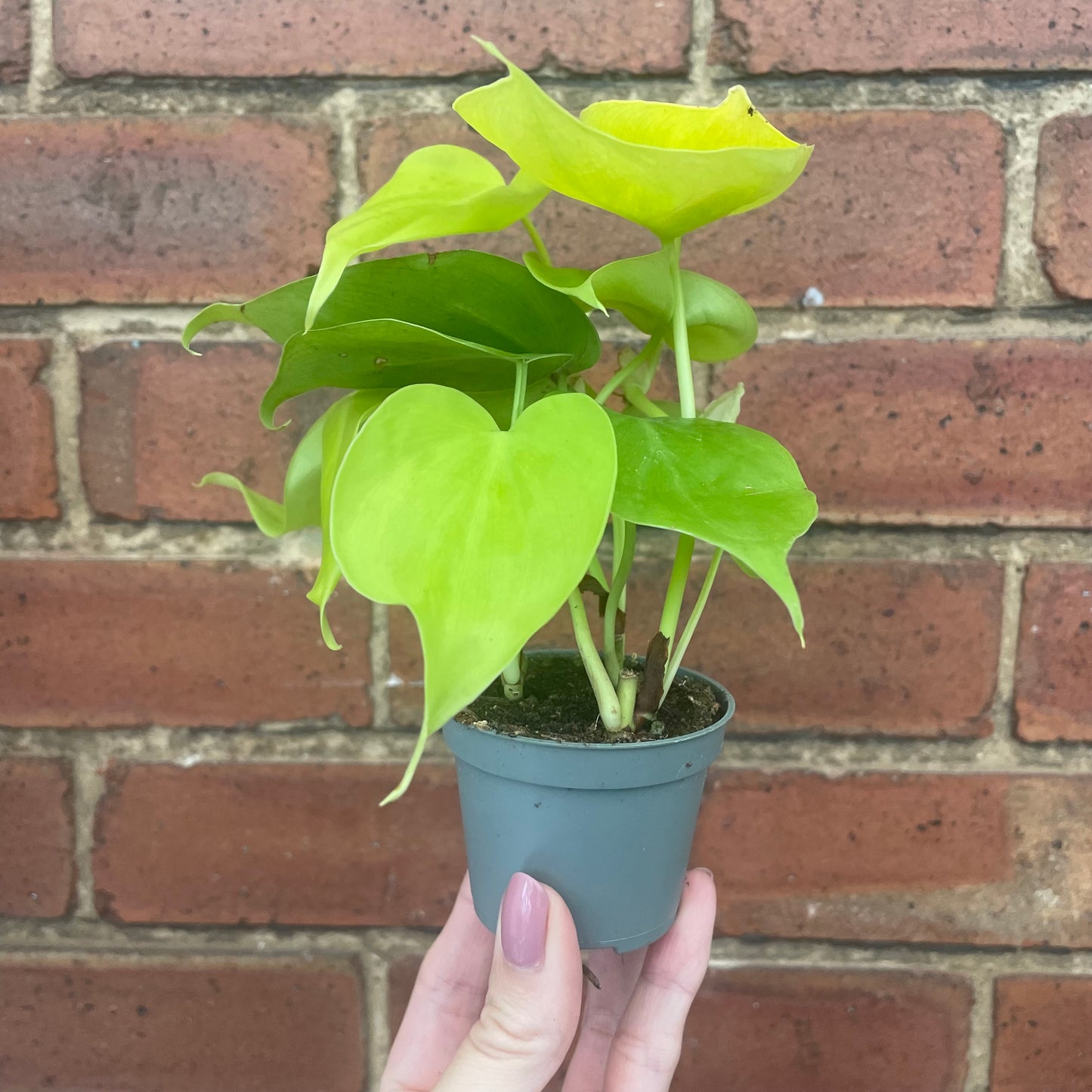 Baby Philodendron Micans Lime