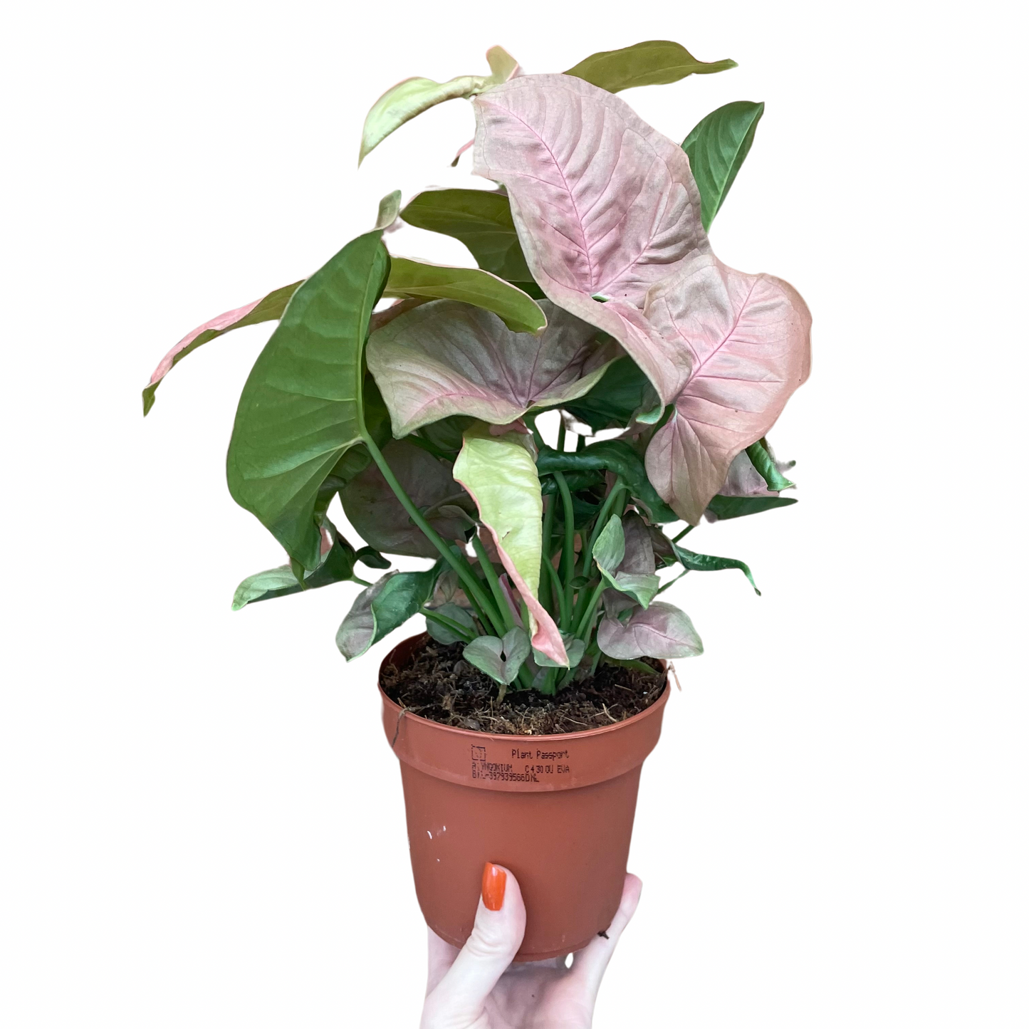 Syngonium Red Heart Arrowhead