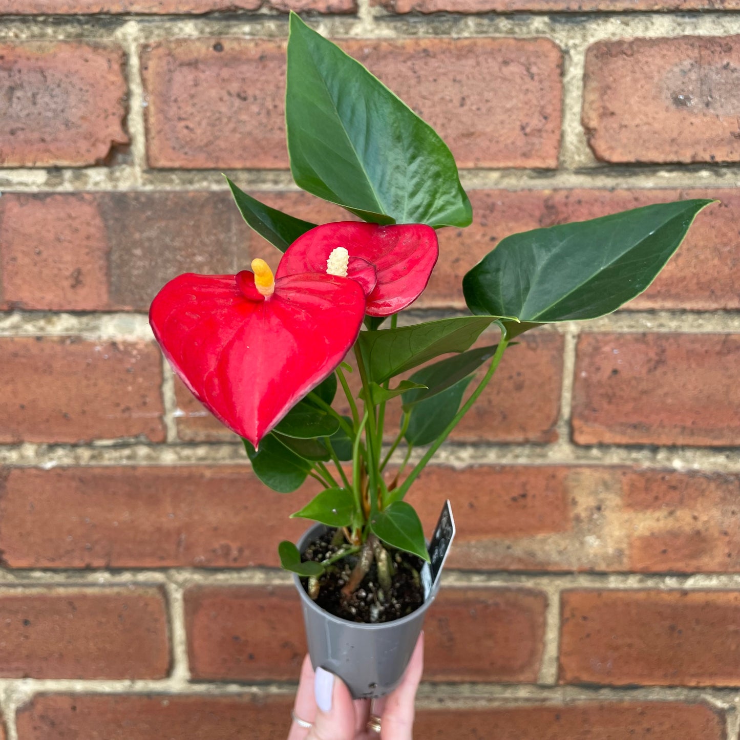 Baby Anthurium Andraeanum