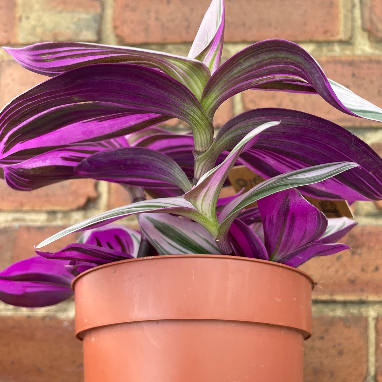 Tradescantia Albiflora Nanouk 12cm