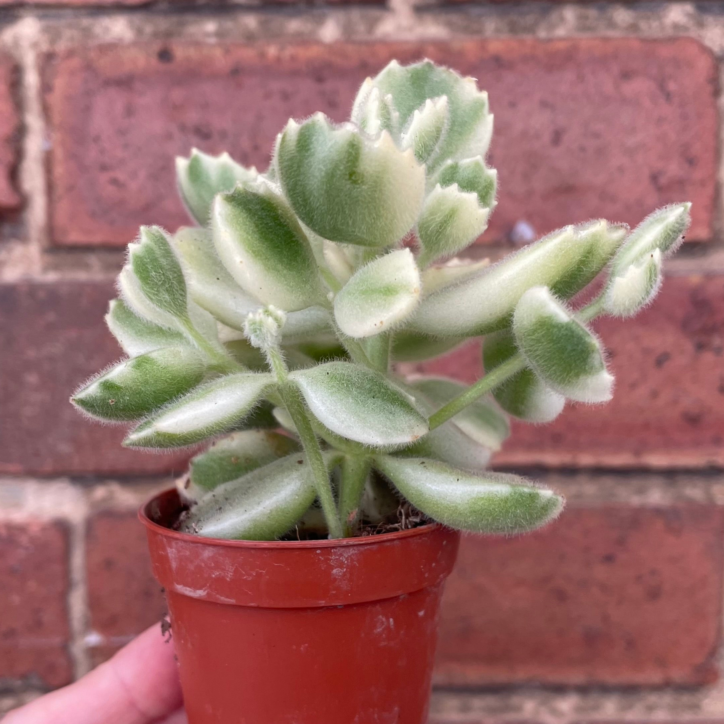 Baby Bear Paw Cotyledon Tomentosa Variegata