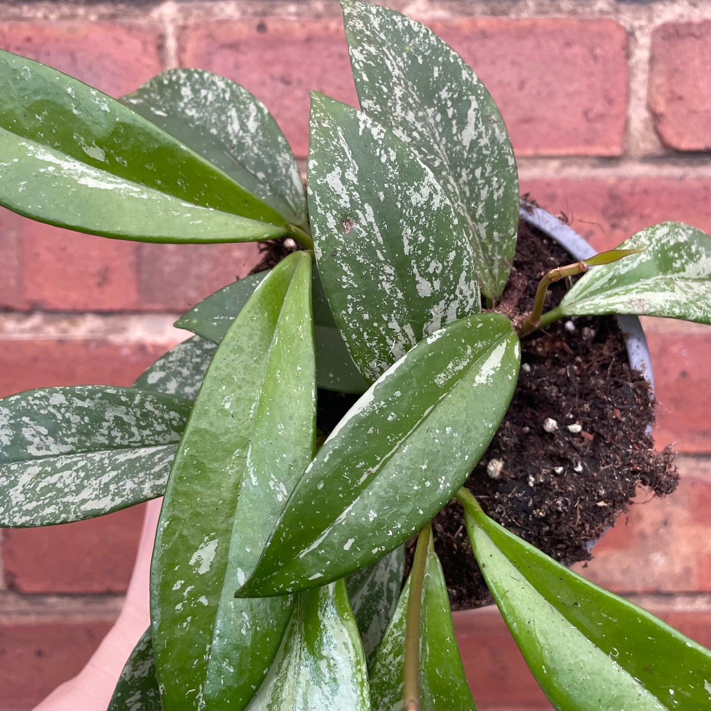Hoya Pubicalyx Silver Spot