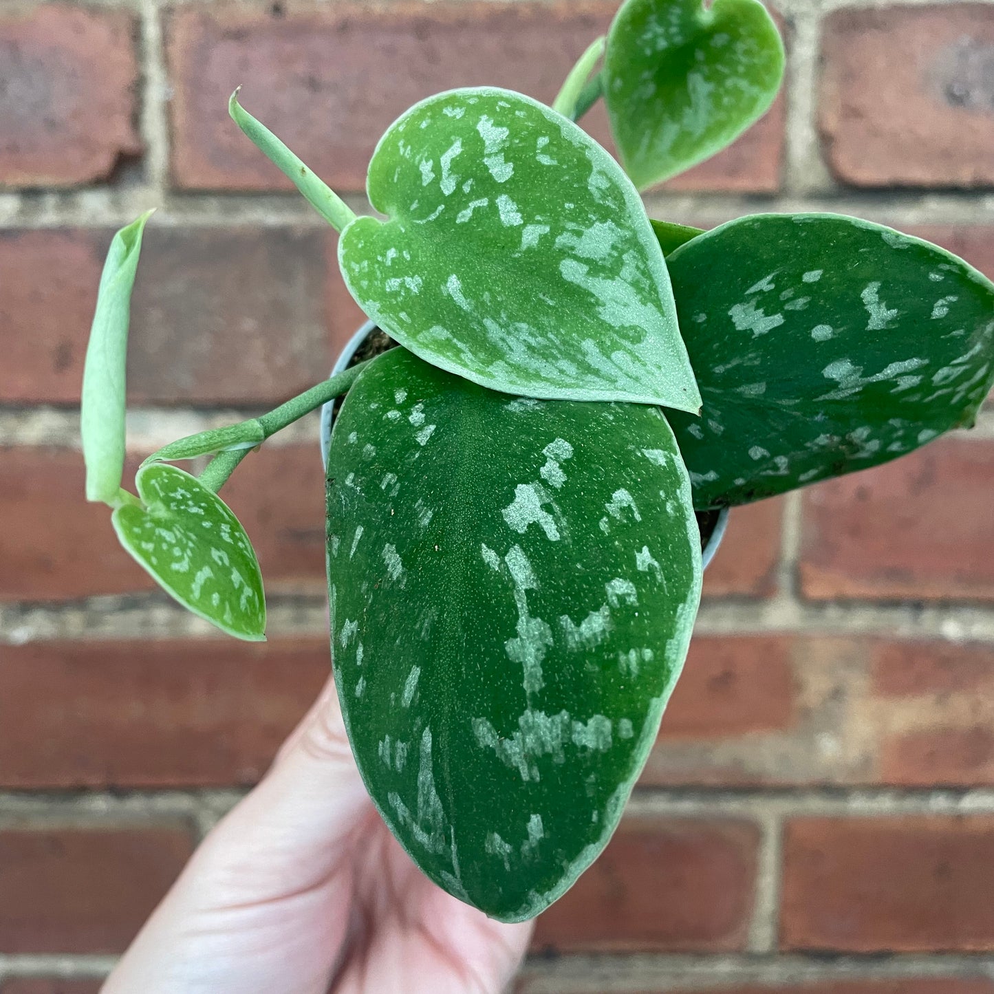 Baby Scindapsus Pictus Silvery Ann Satin Pothos