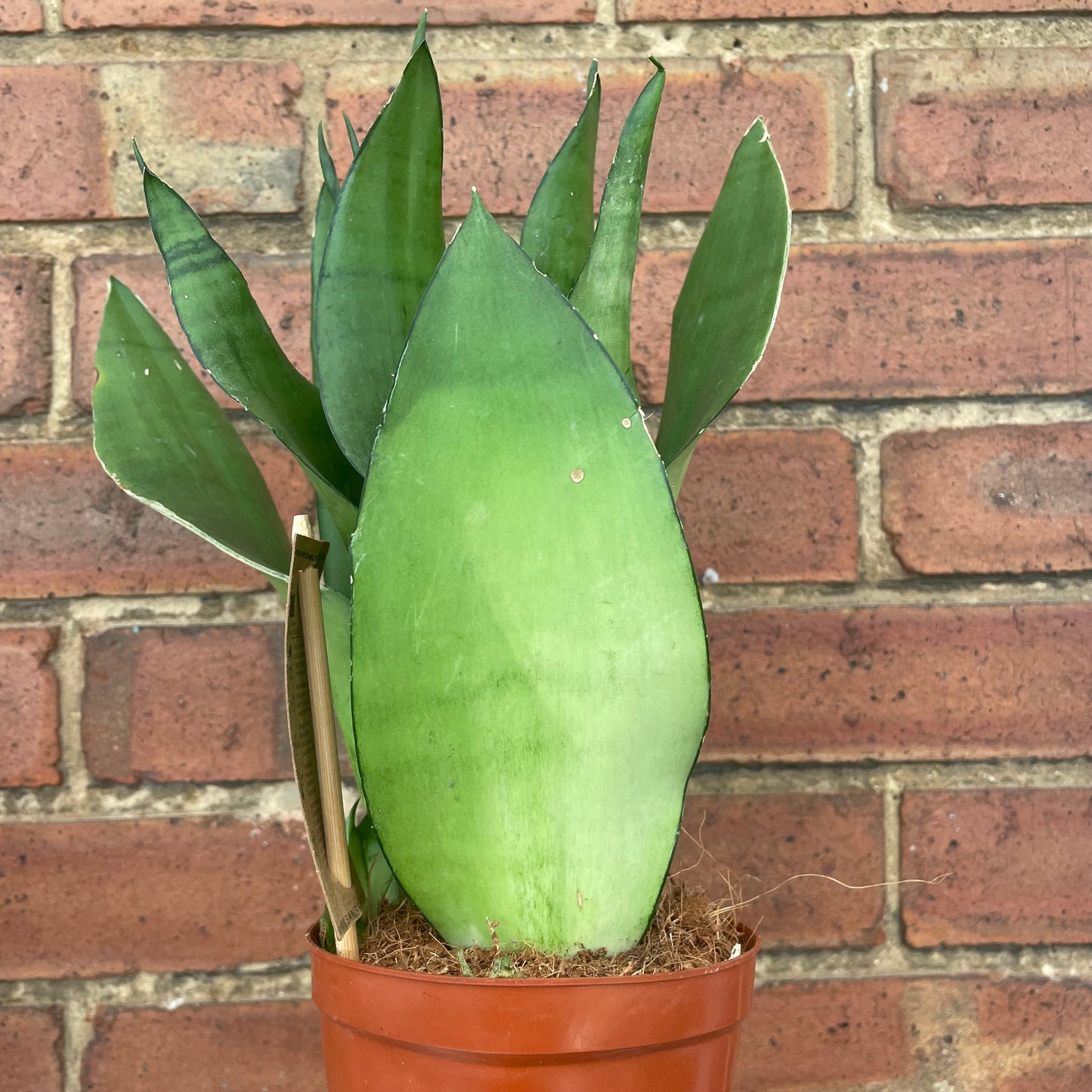 Sansevieria Moonshine Snake Plant