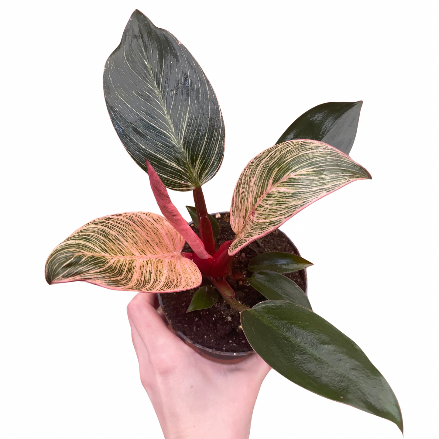 Philodendron Erubescens 'Pink Bikini'