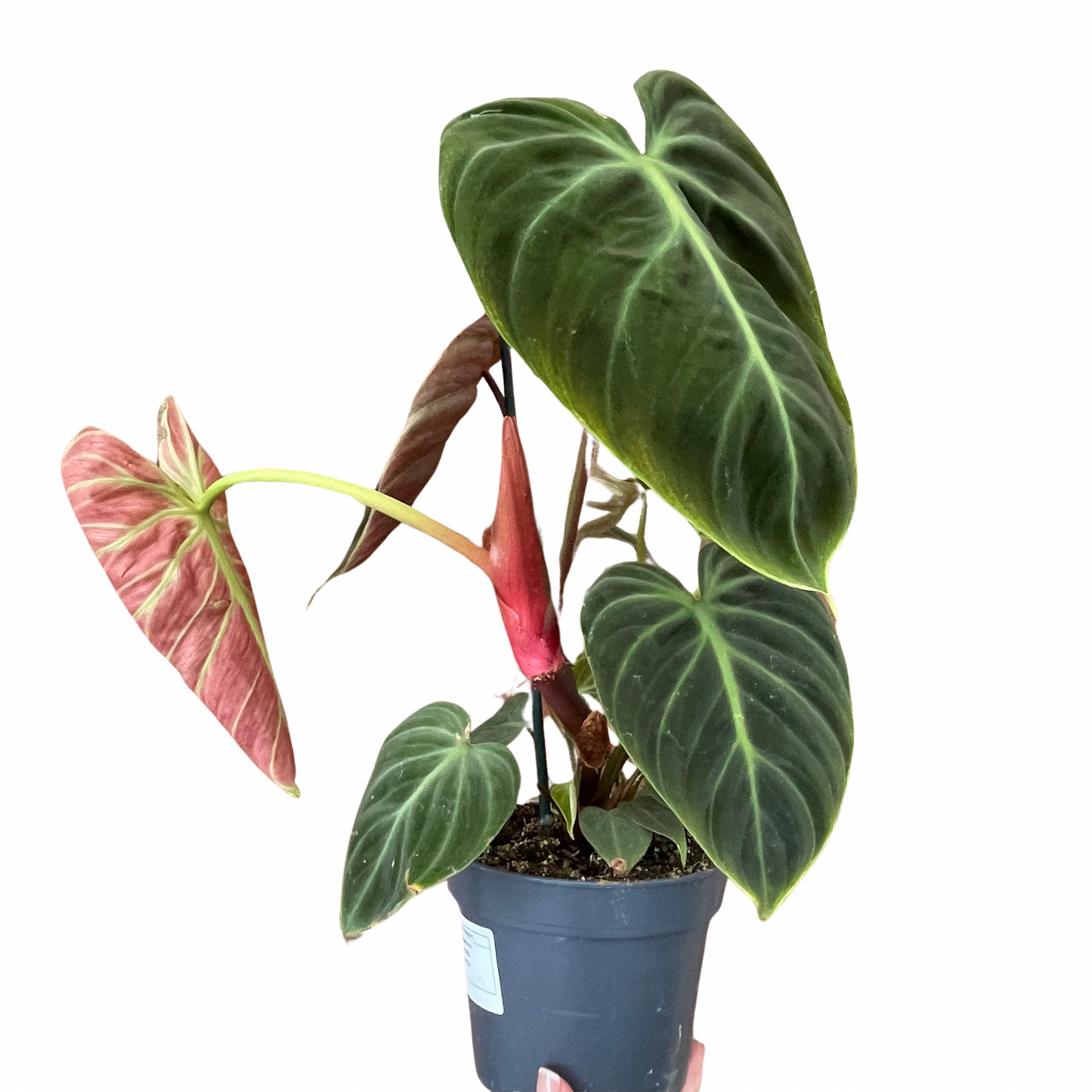 Philodendron El Choco Red