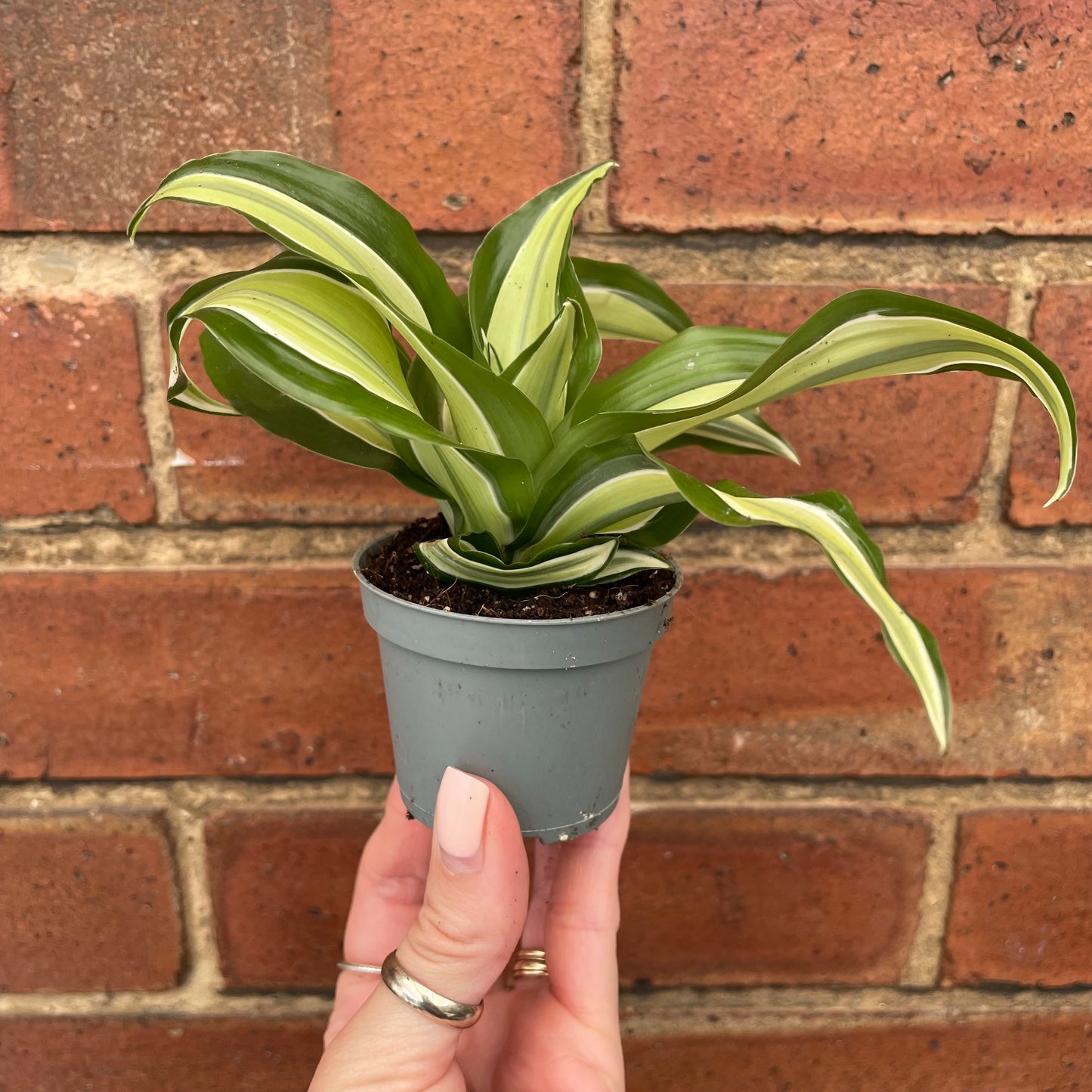 Baby Dracaena Fragrans Malaika Curly