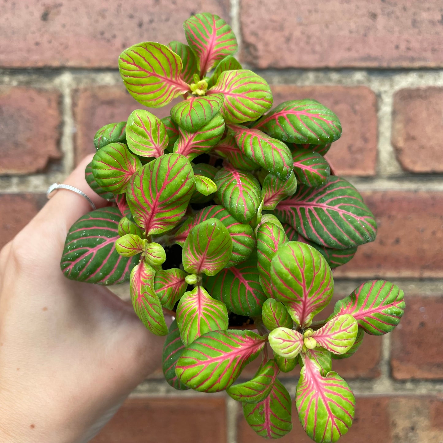 Fittonia Nerve Plant