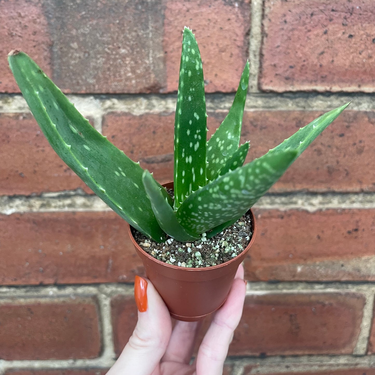 Baby Aloe Vera Plant