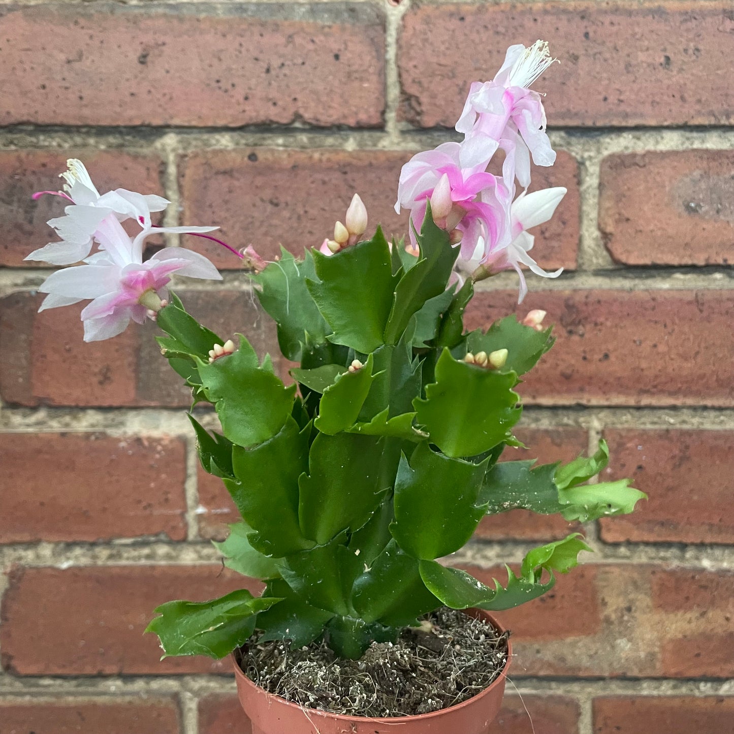 Schlumbergera Christmas Cactus