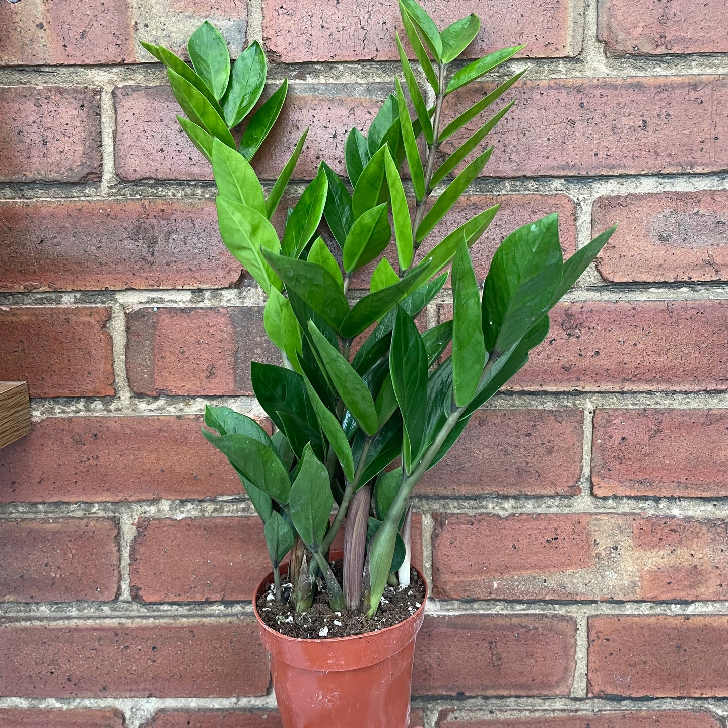 Zamioculcas Zamiifolia/ZZ Plant