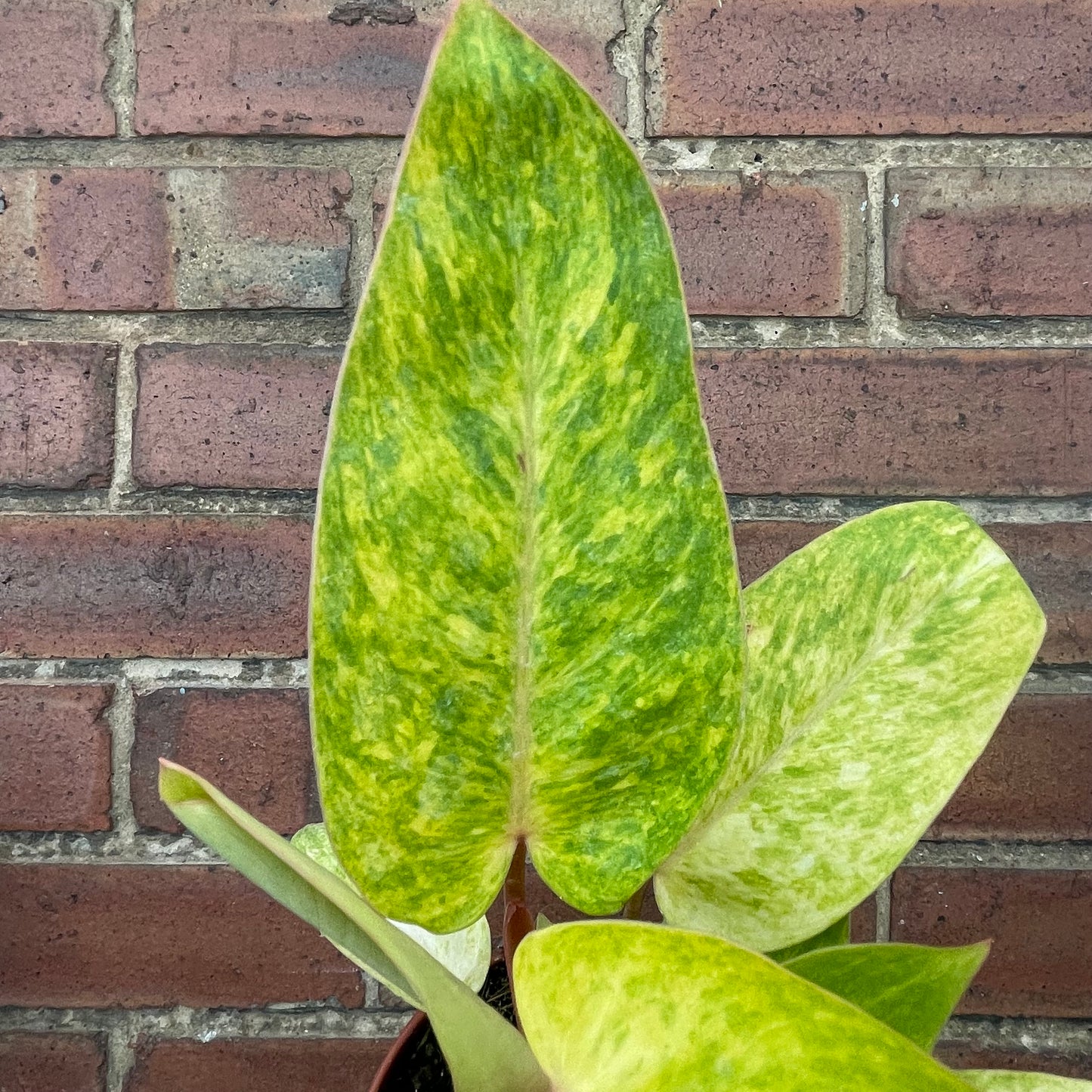 Philodendron Painted Lady