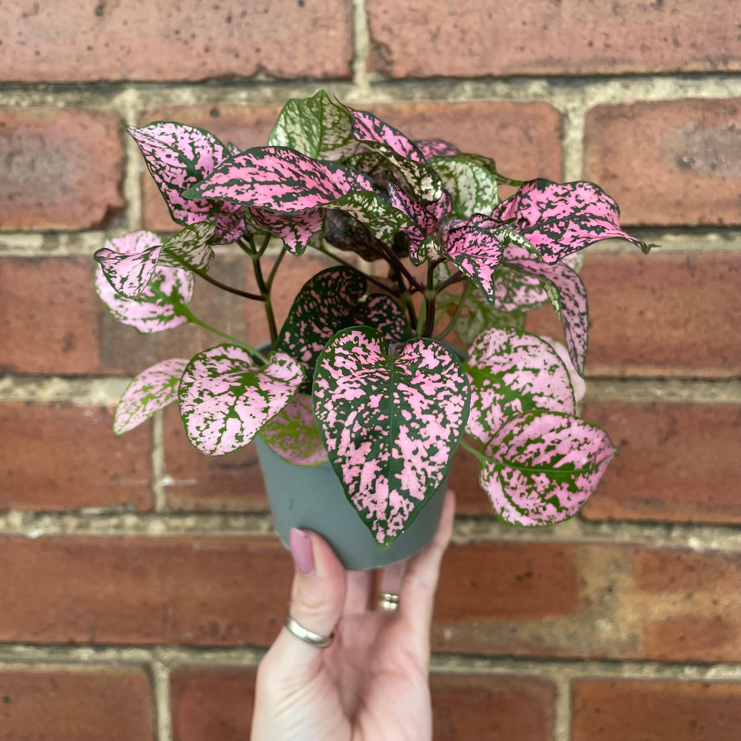 Hypoestes Phyllostachya Polka Dot Plant