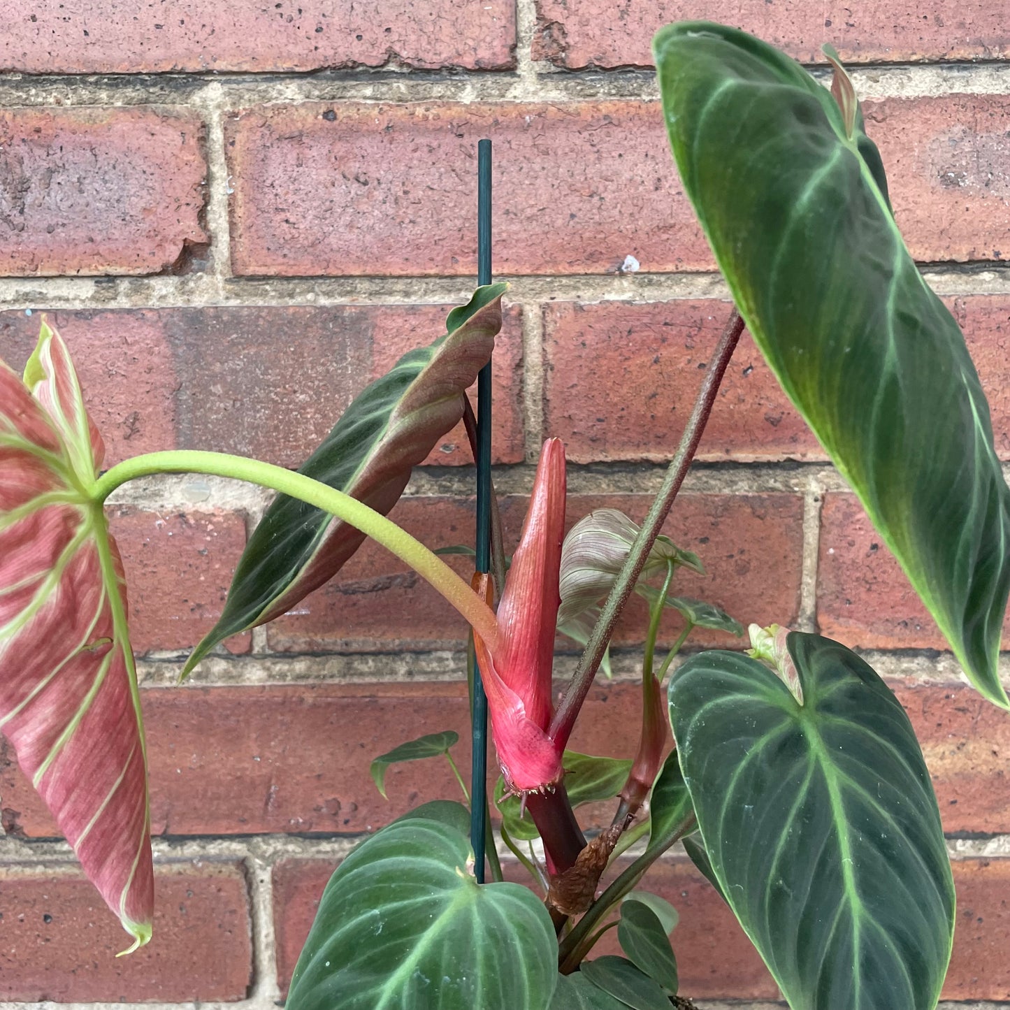 Philodendron El Choco Red