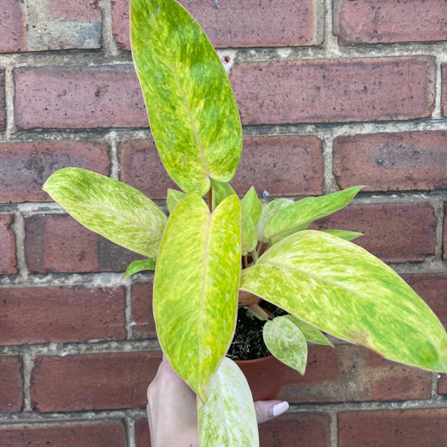 Philodendron Painted Lady