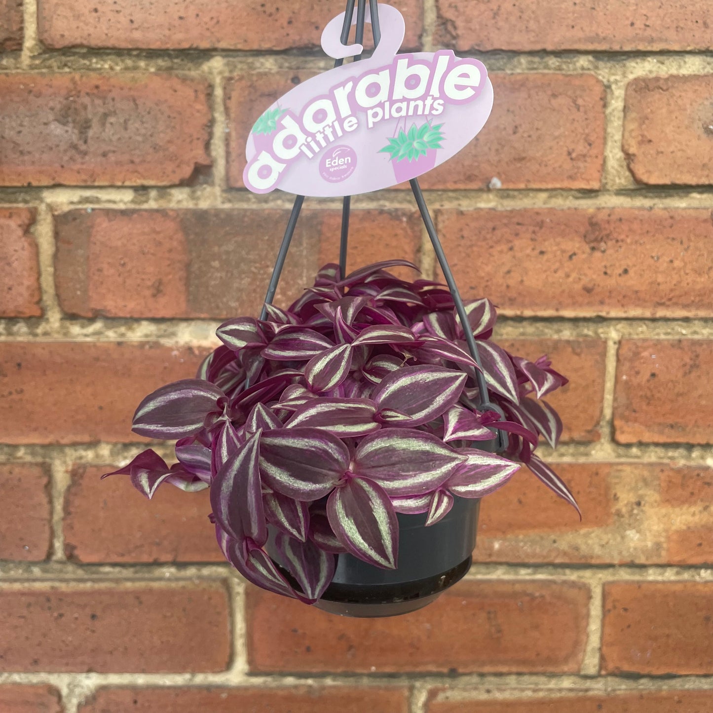 Hanging Tradescantia Zebrina